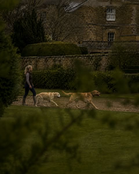 If Your Dog Is 7+, Read This