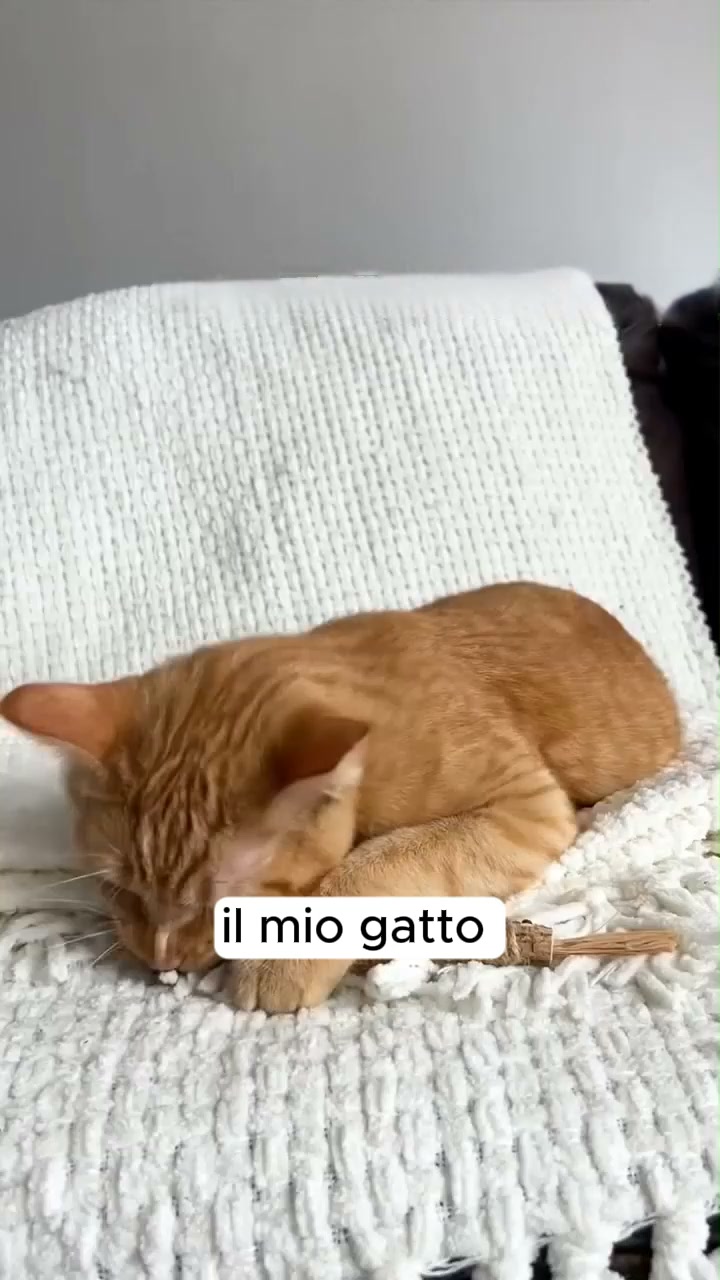Il tuo gatto indoor ha bisogno di stimoli veri