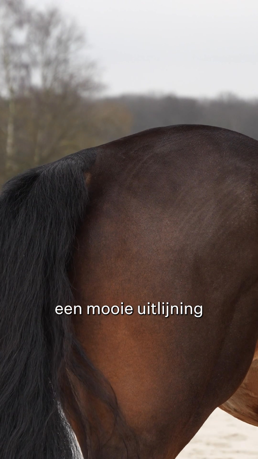 Een duwtje in de rug voor meer spiermassa en kracht.