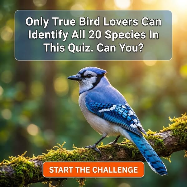 Name That American Bird