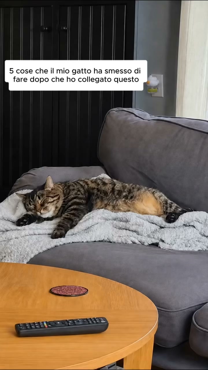 Aiuta il tuo gatto a vivere senza stress con Argopet.