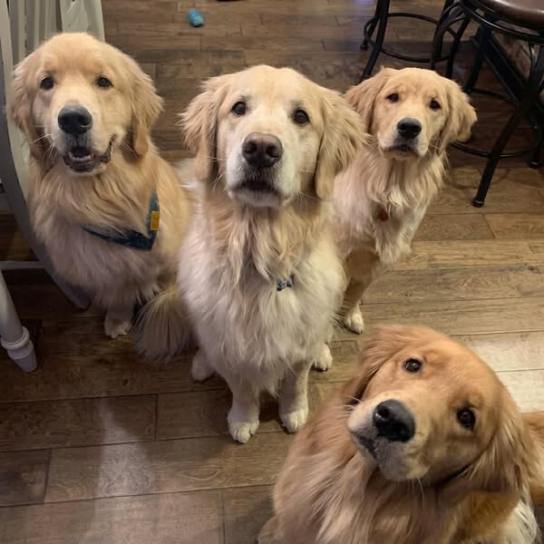 Die Hunde einer Familie wurden immer älter als 17..