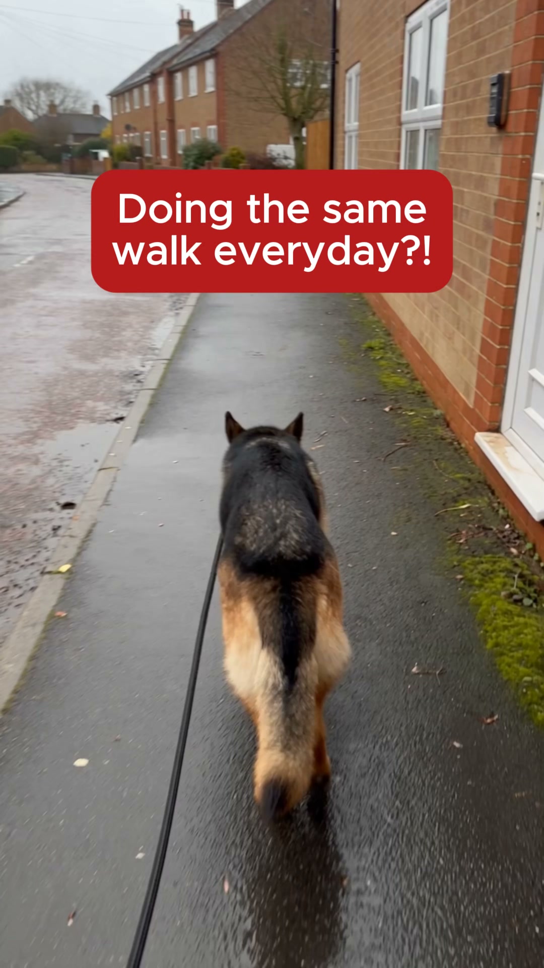 Look forward to walks again