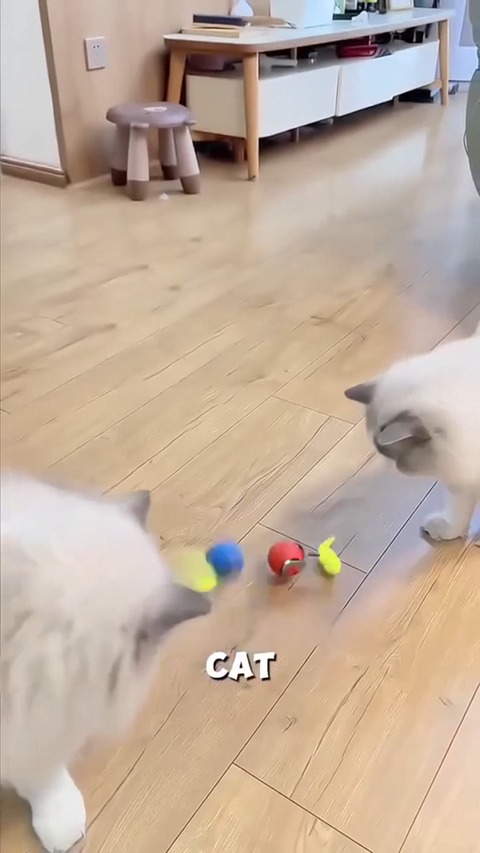 Pet toy ball to entertain cats