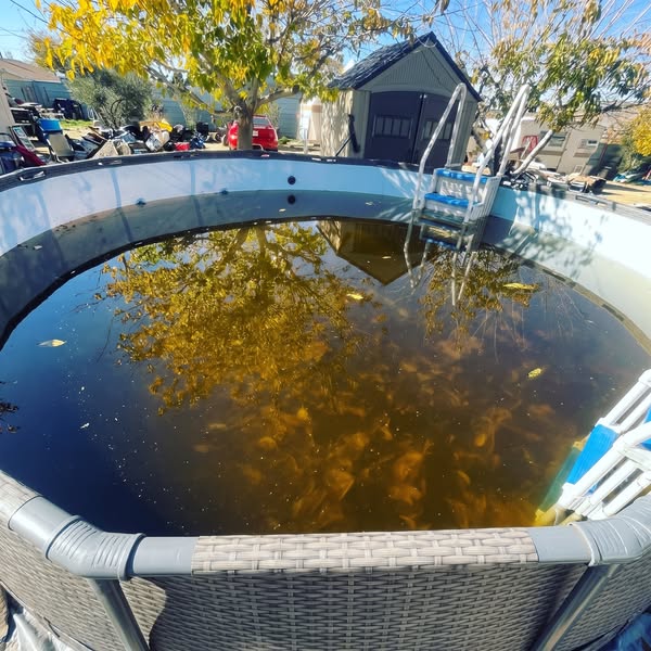 Open to Blue Water, Not a Green Swamp