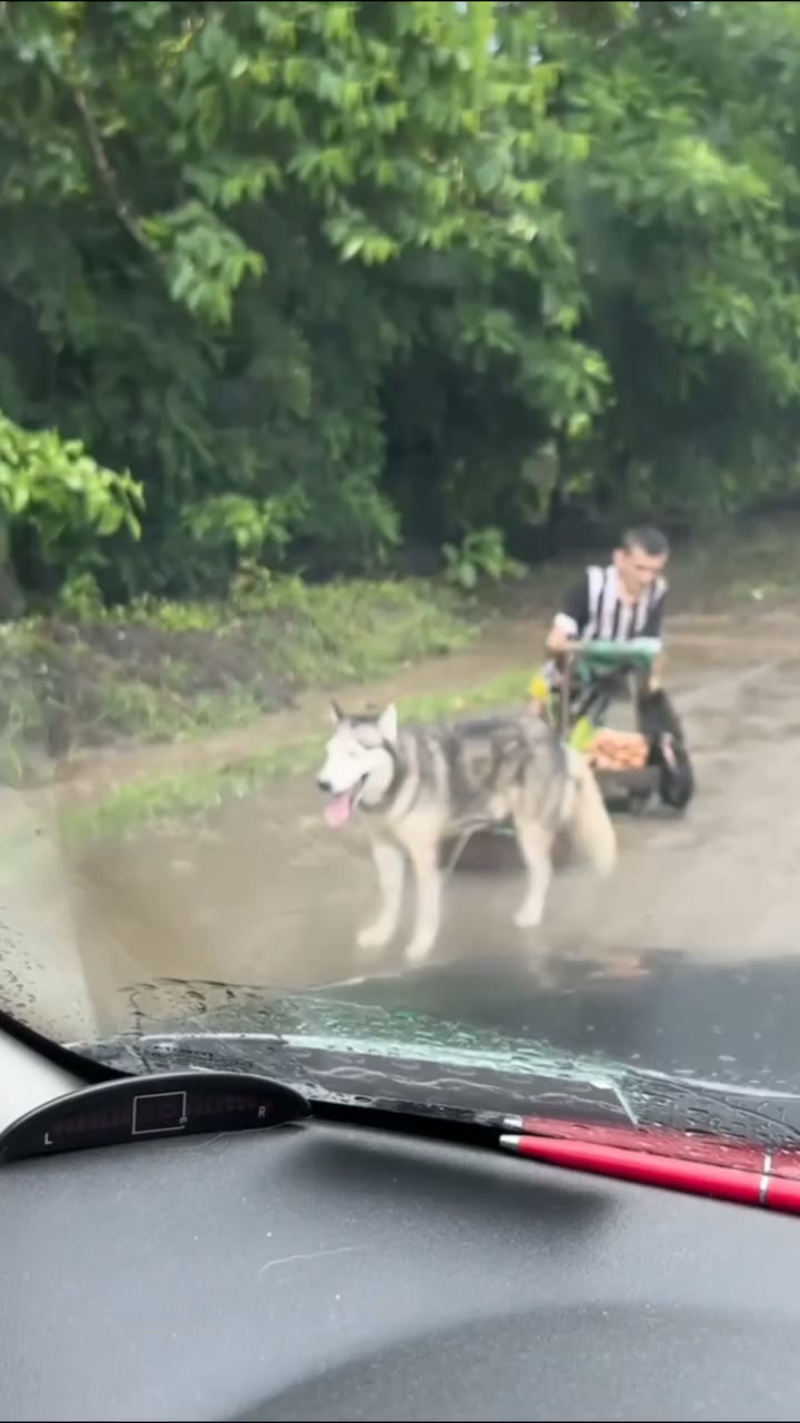 Help Goyito Walk Again