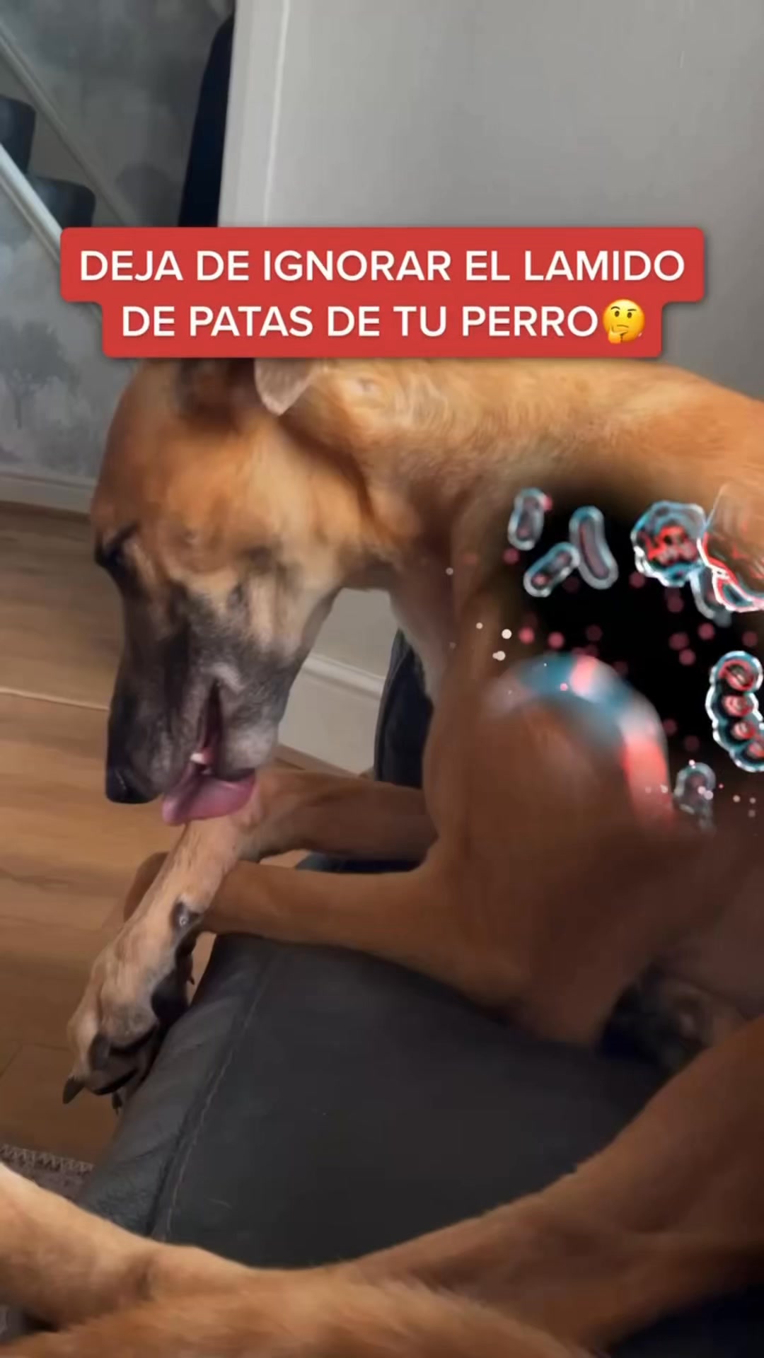 +50.000 perros ya lo usan