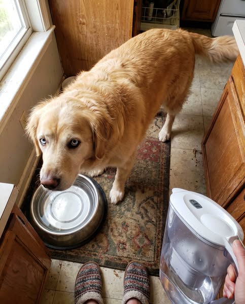 What is really inside the dog bowl
