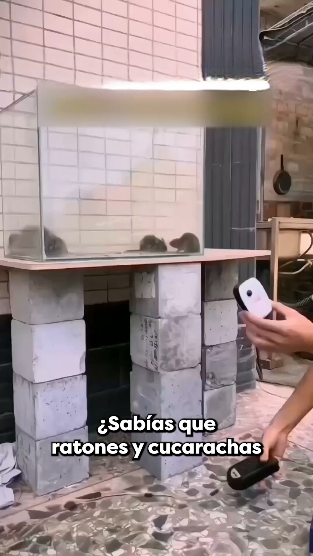 Con la lluvia y el calor, las cucarachas, los mosquitos y las hormigas entran más fácilmente en casa.
