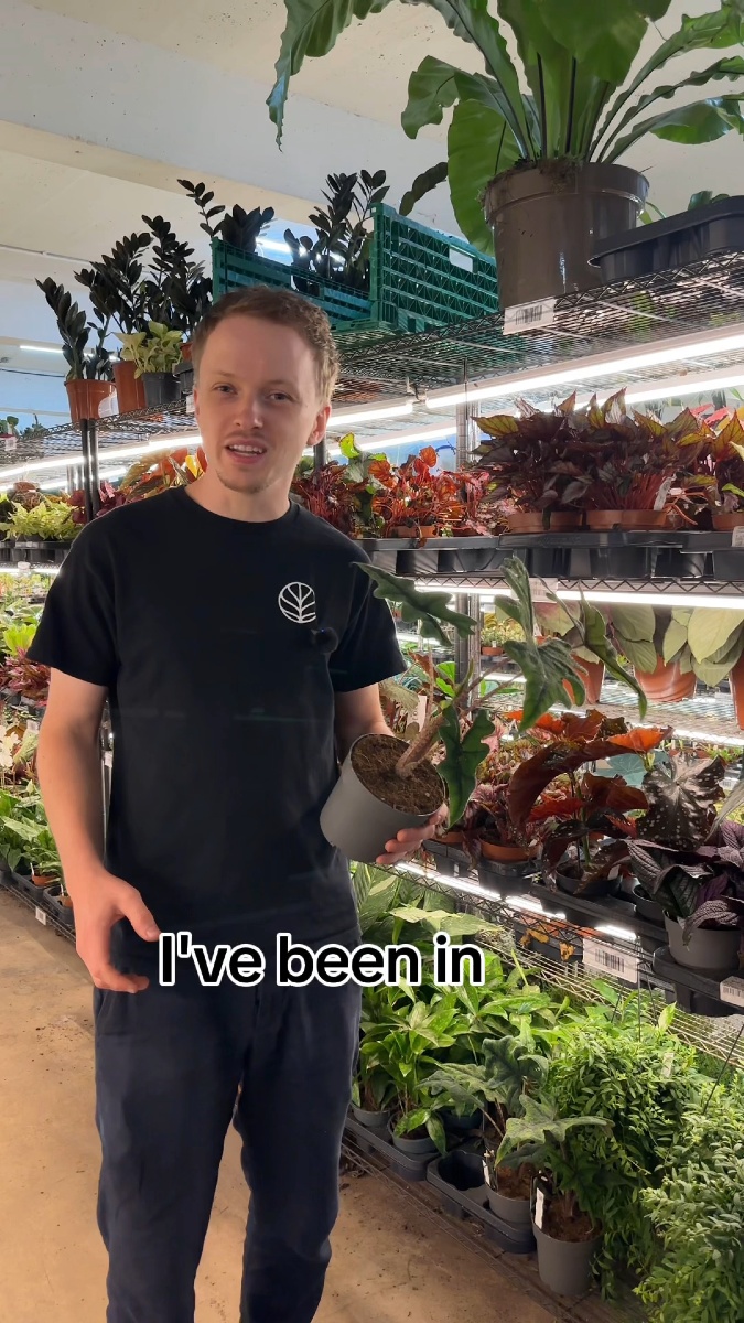Who is GrowTropicals?