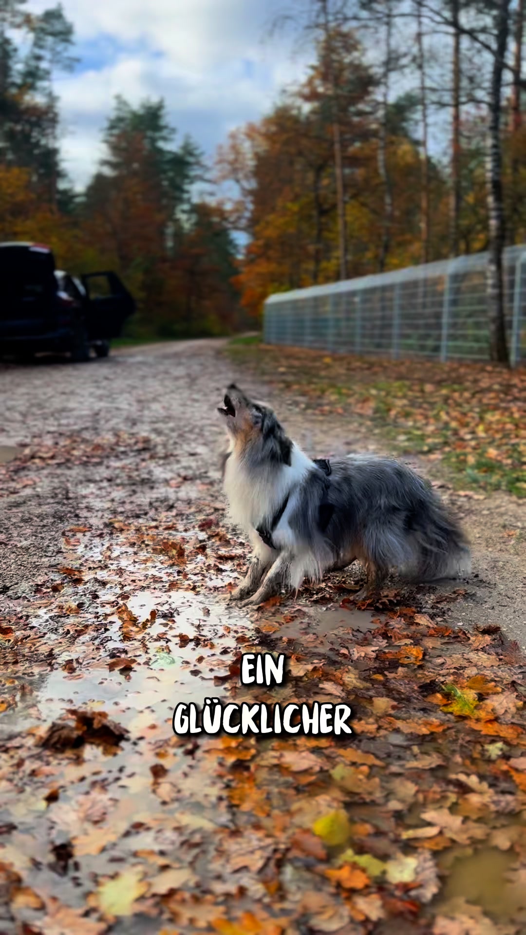 Bademäntel für Hunde
