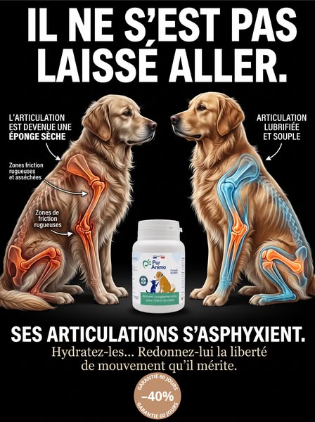 Facilite les mouvements au quotidien de votre chien