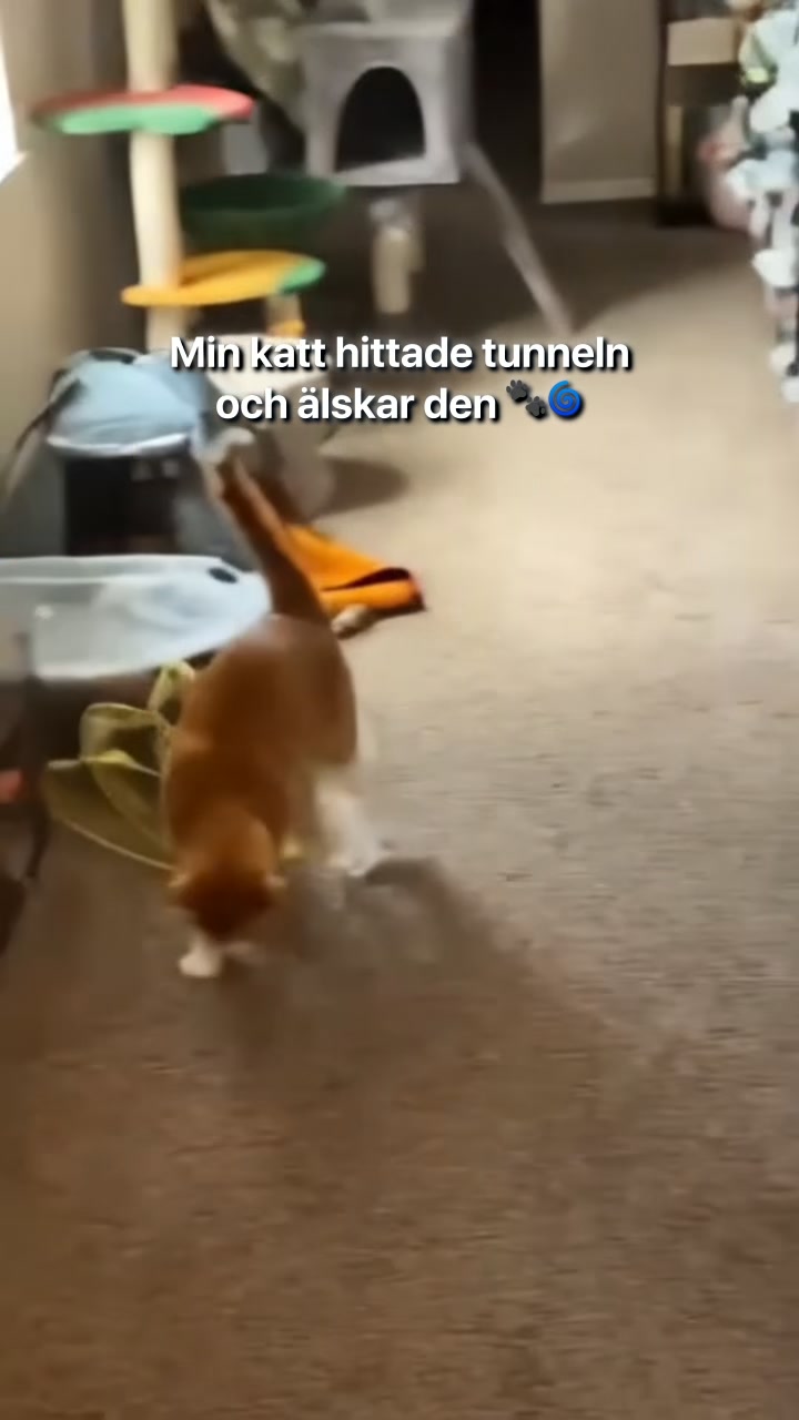 #1 Kattlektunnel