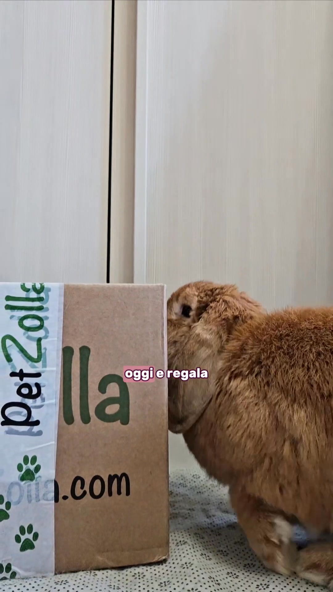 Scopri Petzolla