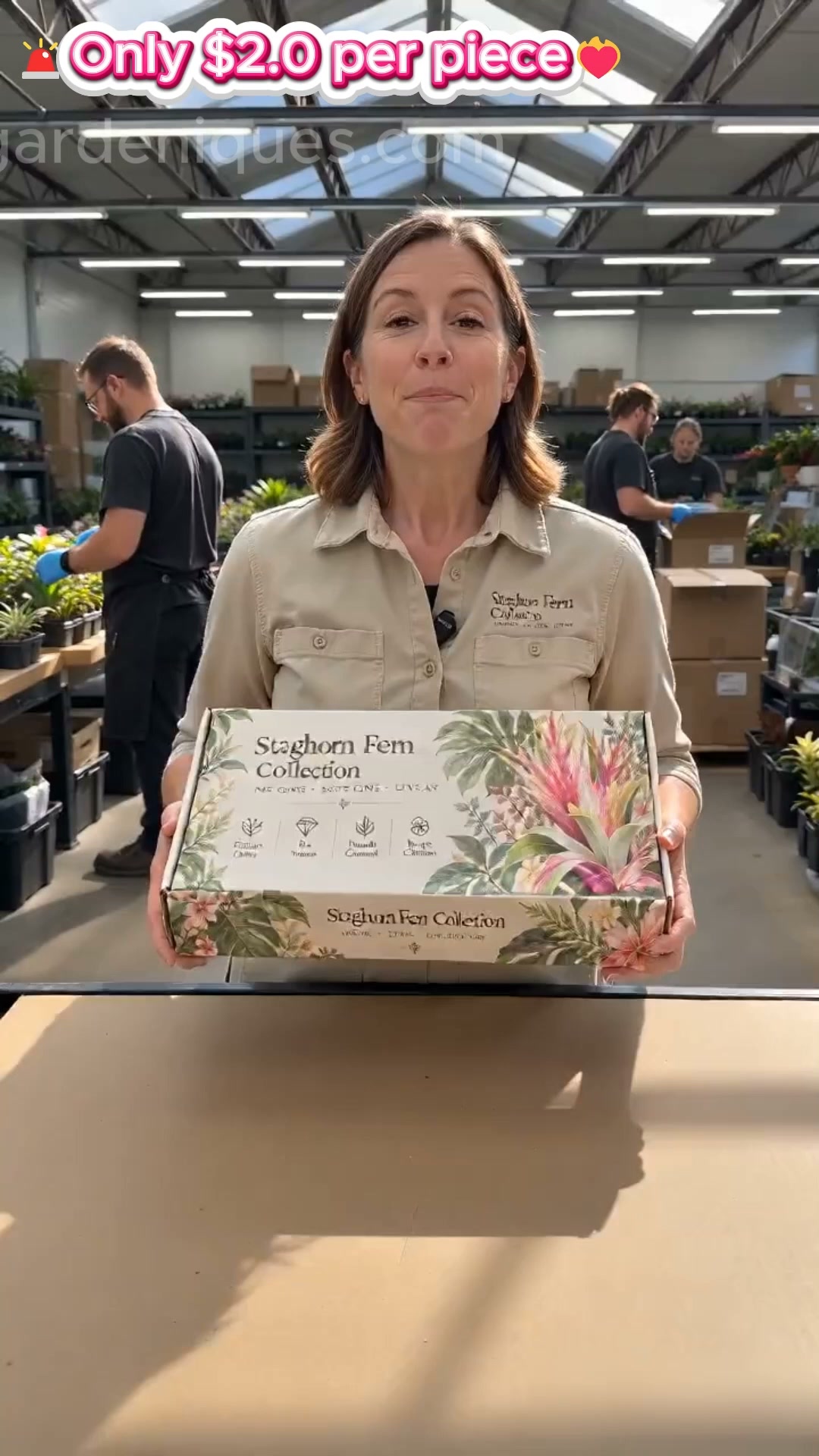 Rare Rainbow Staghorn Fern — Living Botanical Wall Sculpture