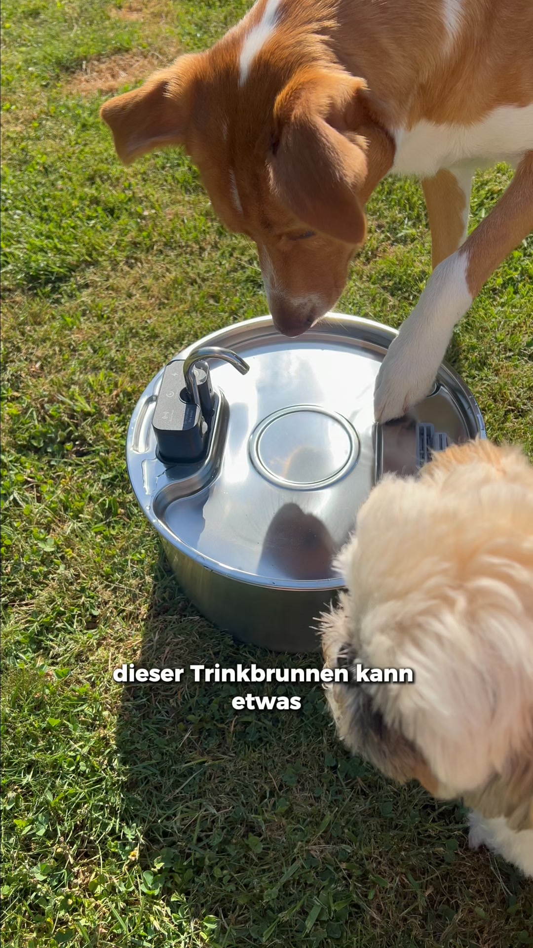 Verdient dein Hund nicht das Beste?