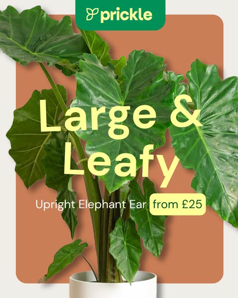 Free Delivery Over £50