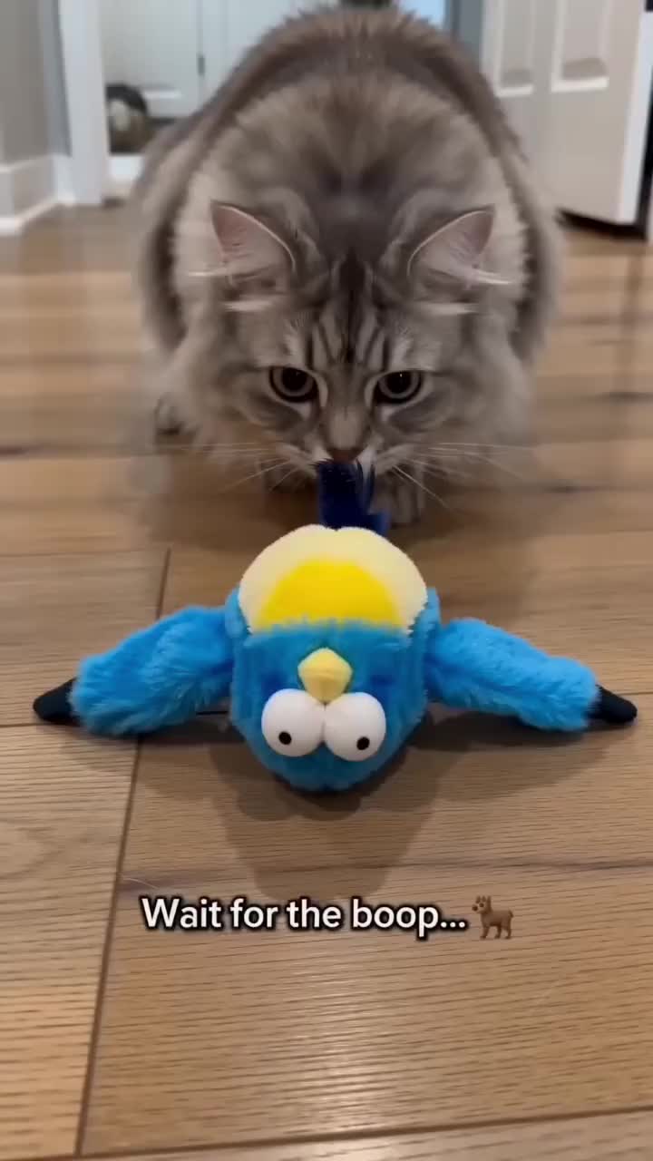 Gravity Butterfly Cat Toy