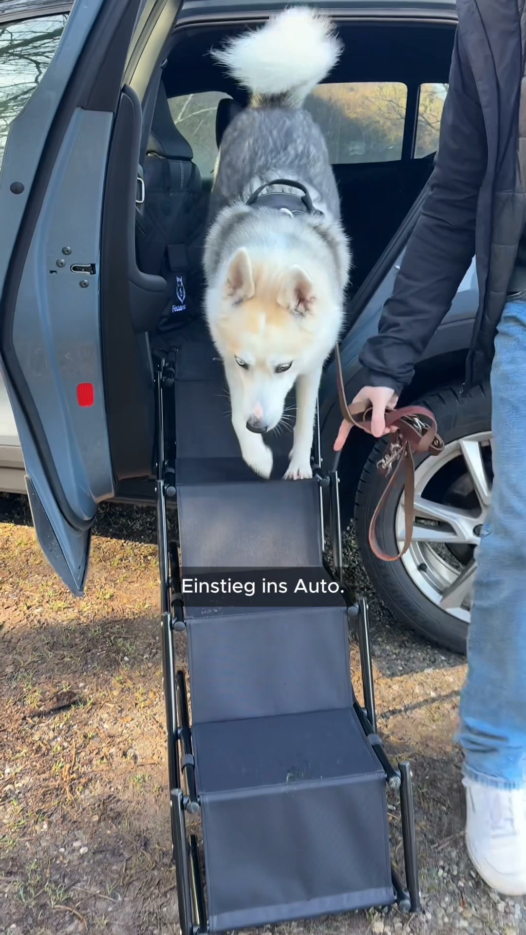 Endlich eine Hundetreppe für die Rückbank