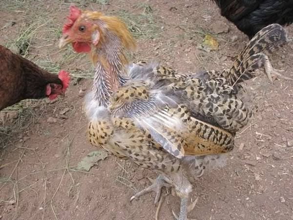 Molt Is Destroying Your Hens From the Inside.