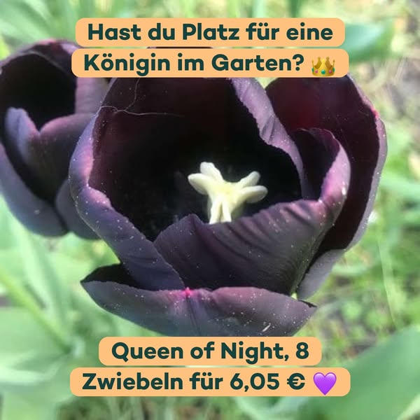 Eine Königin im Garten, die im Mai blüht