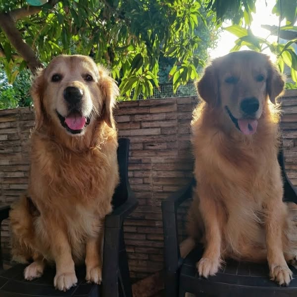 Der stille Mangel bei Hunden, über den niemand spricht