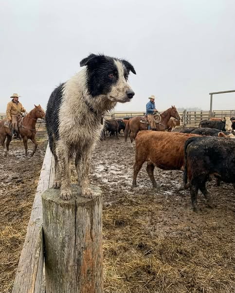 The One Thing Your Dog Actually Needs