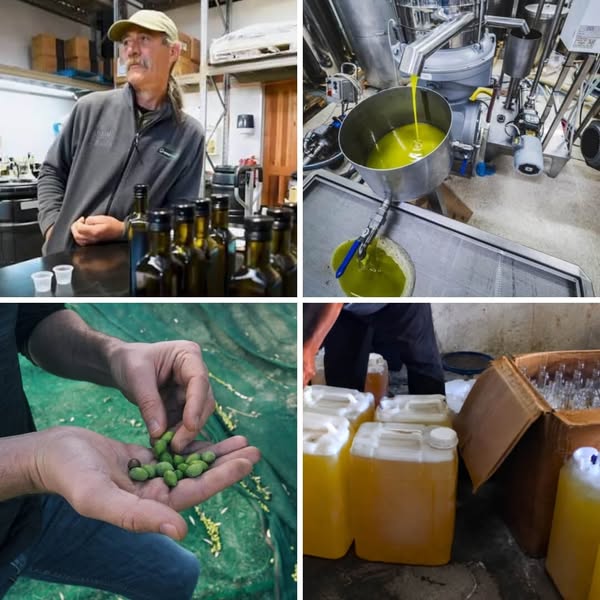 I watched them pour chemicals into "premium" olive oil