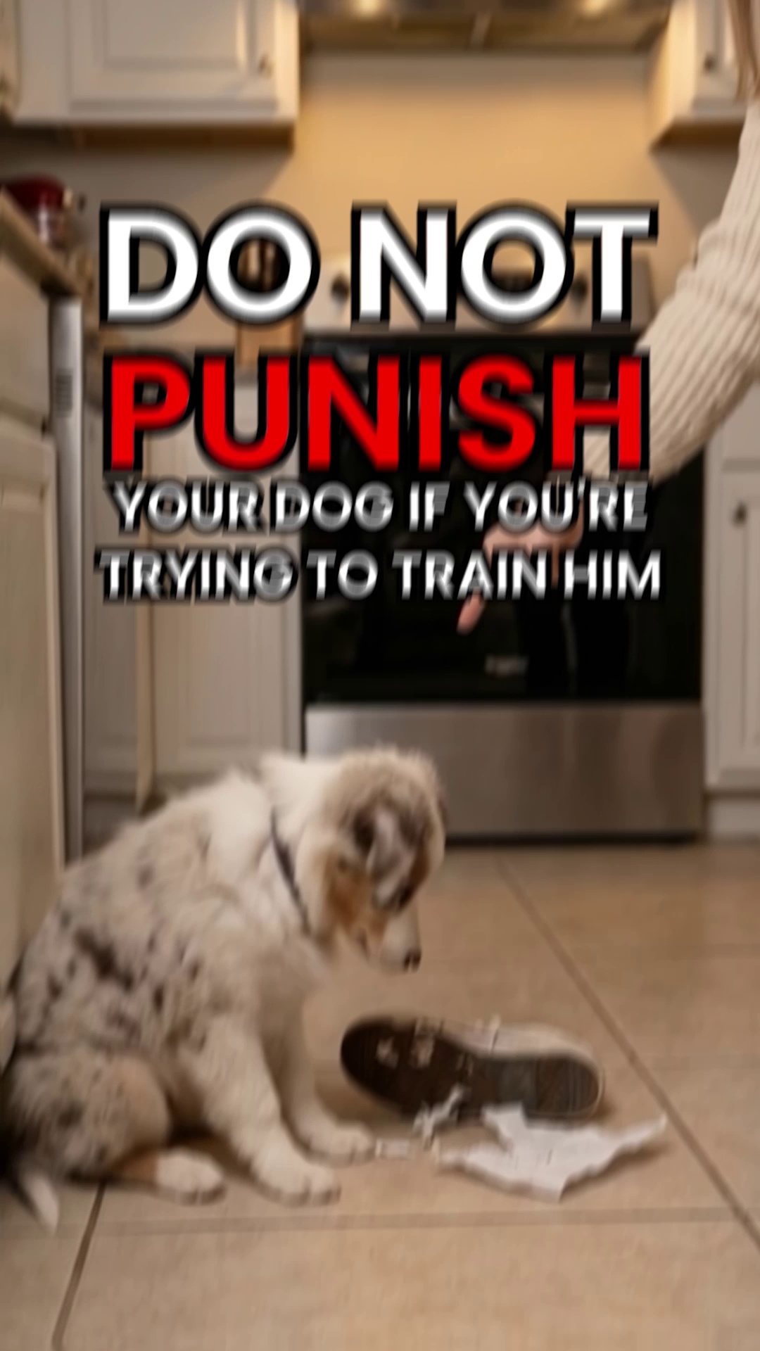 Get the revolutionary dog training book!