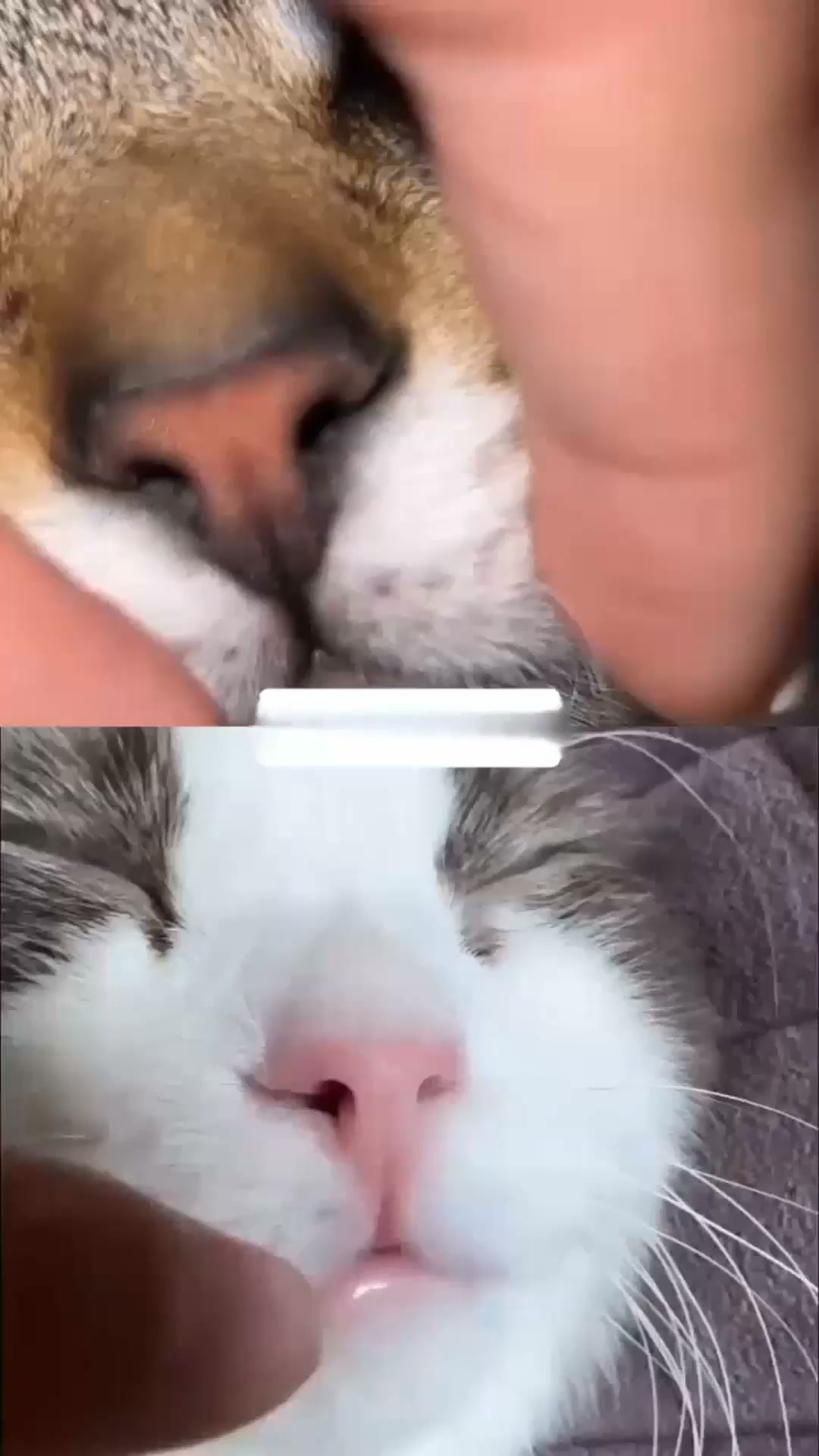 En gladare katt väntar
