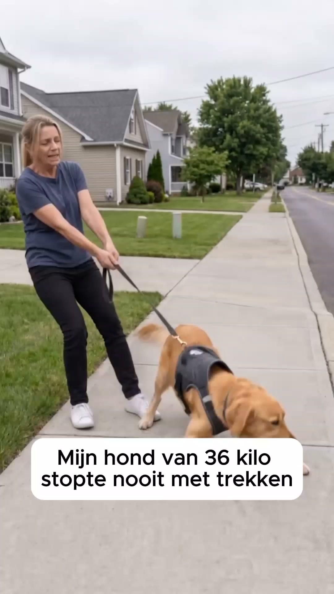 Het No-Pull Tuigje Dat Je Hond Omdraait