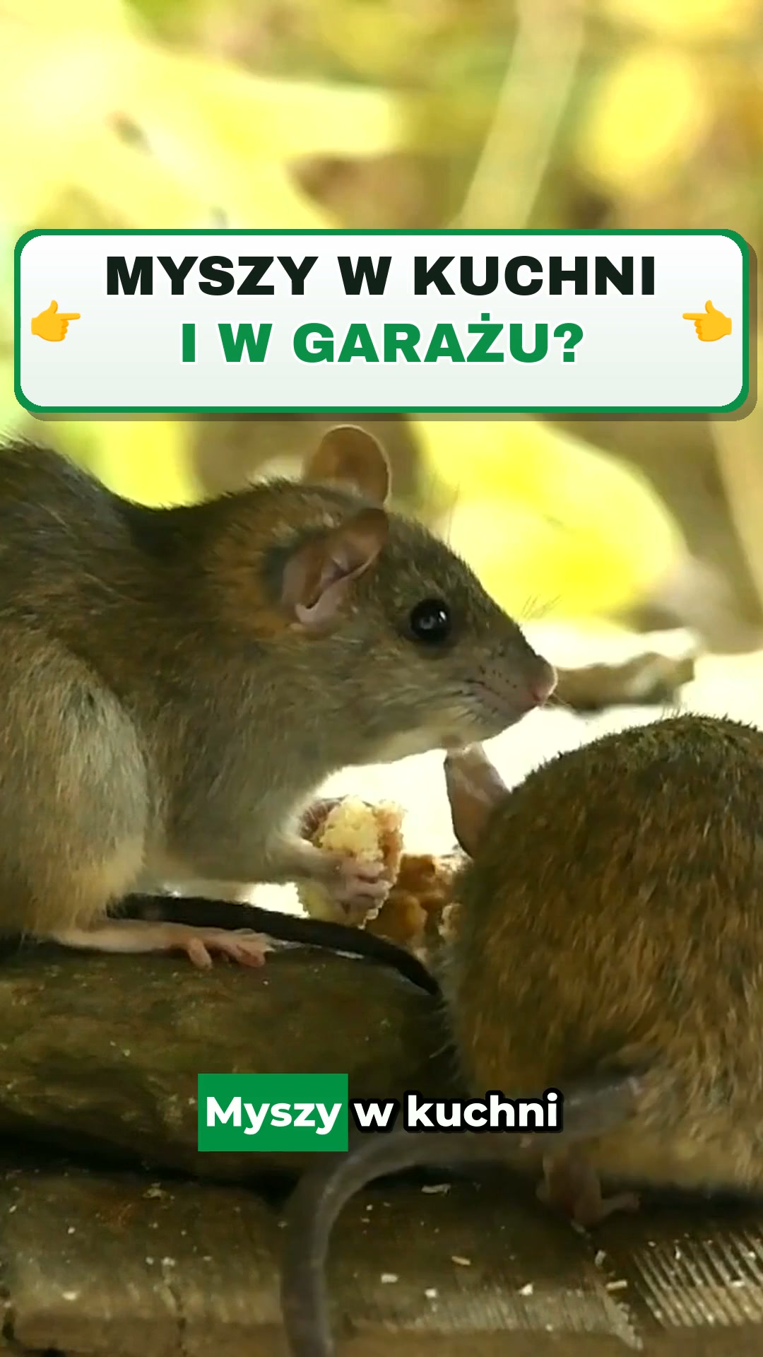 Zamów ze zniżką -33%