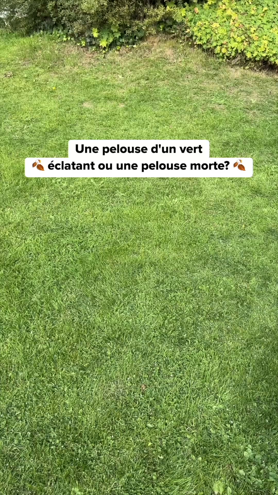 Sauver son gazon après l'été