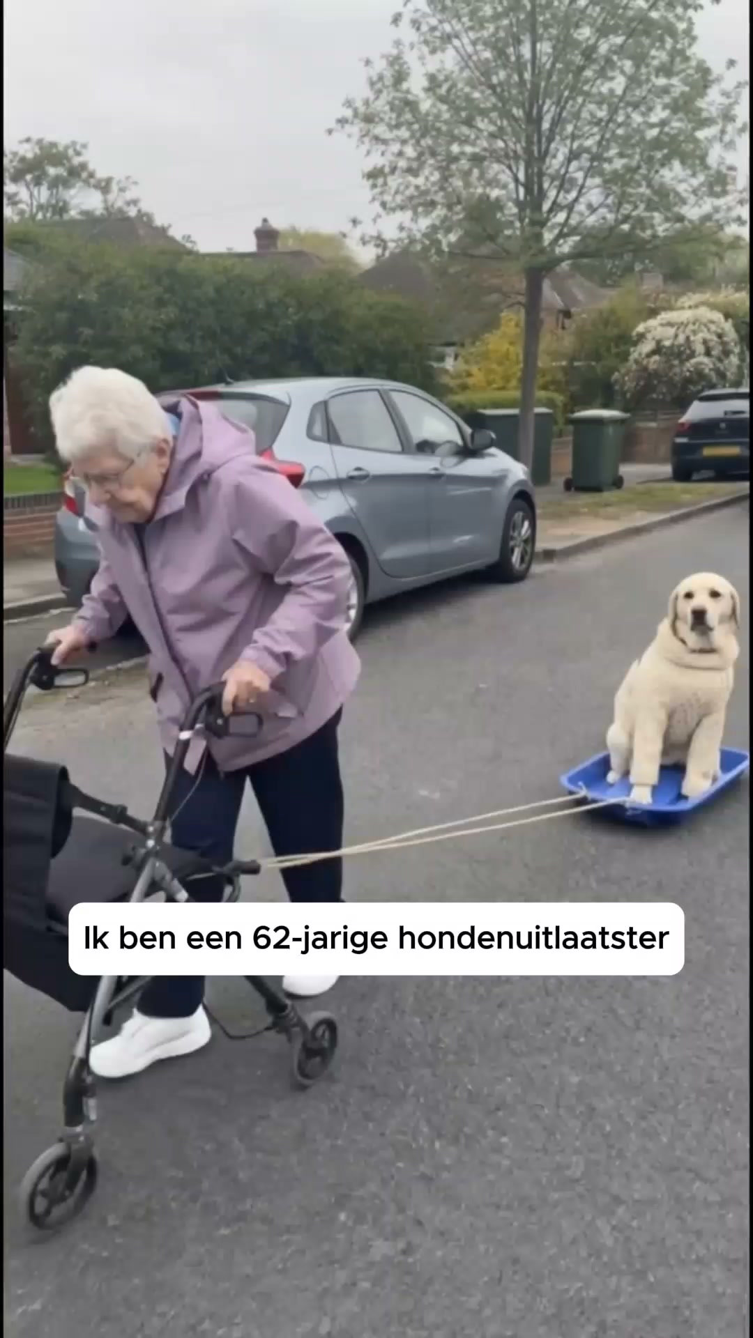 Het No-Pull Tuigje Dat Je Hond Omdraait