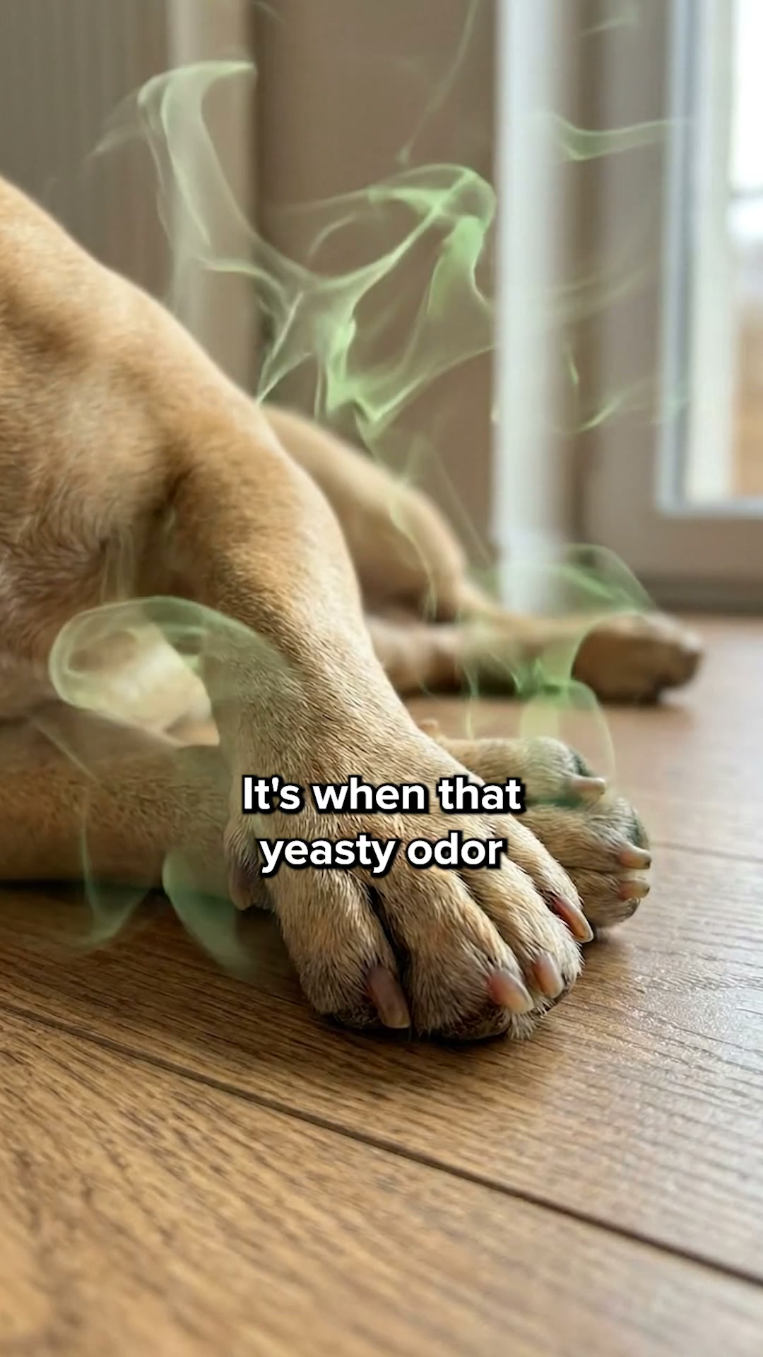 Vets Love It. Dogs Love It. Owners Trust It.