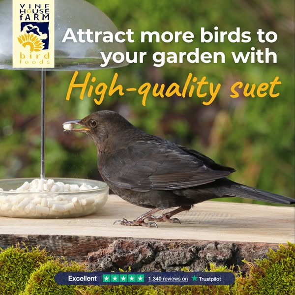 High-quality suet