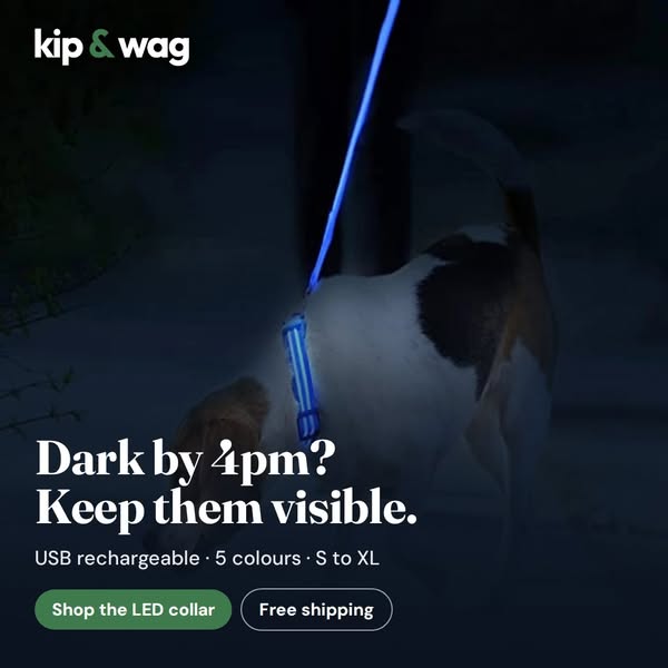 Keep Your Dog Visible After Dark