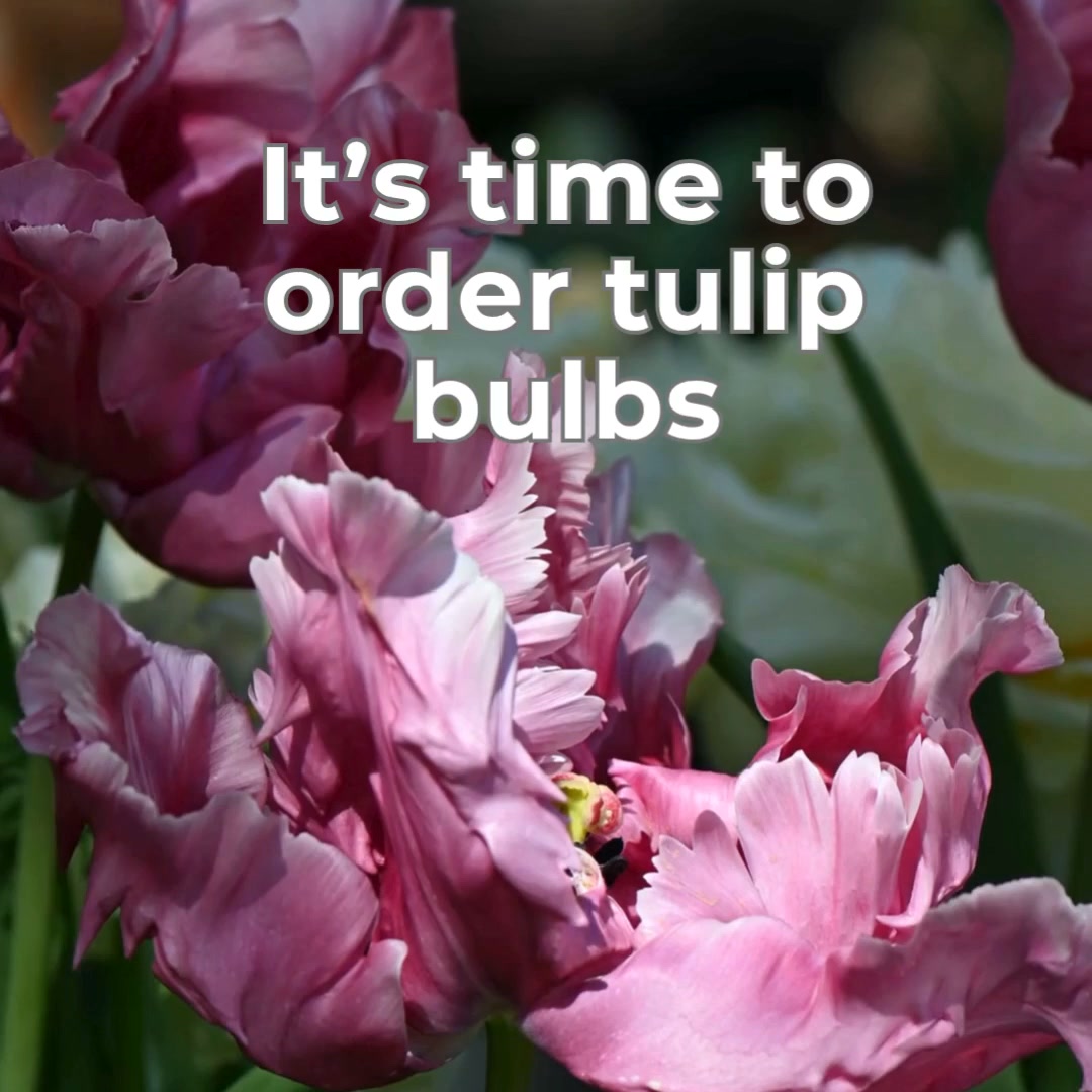 Premium Tulip Bulbs