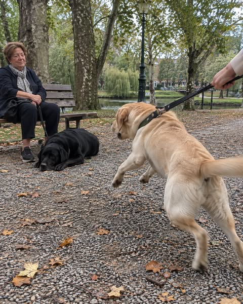 Heb je een Labrador? Lees dit