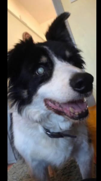 Your dog's other eye is next.