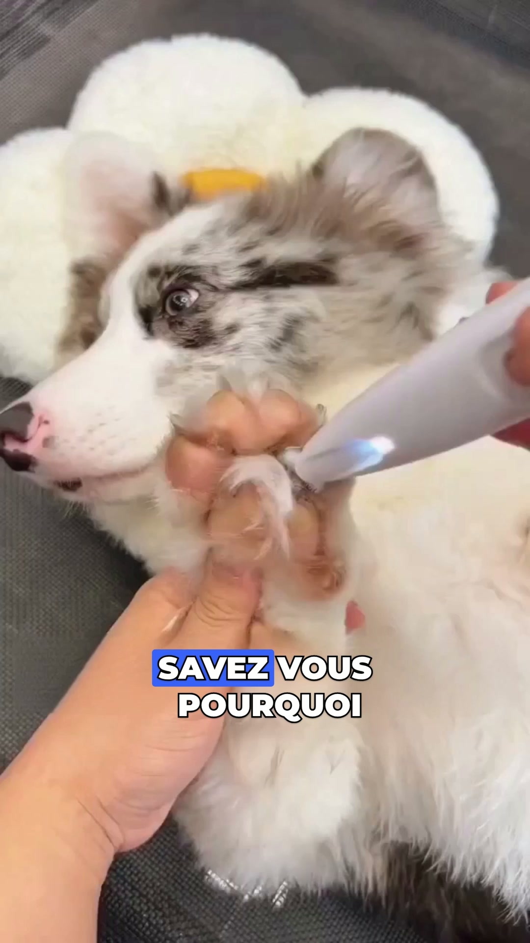 Recommandé par les vétérinaires