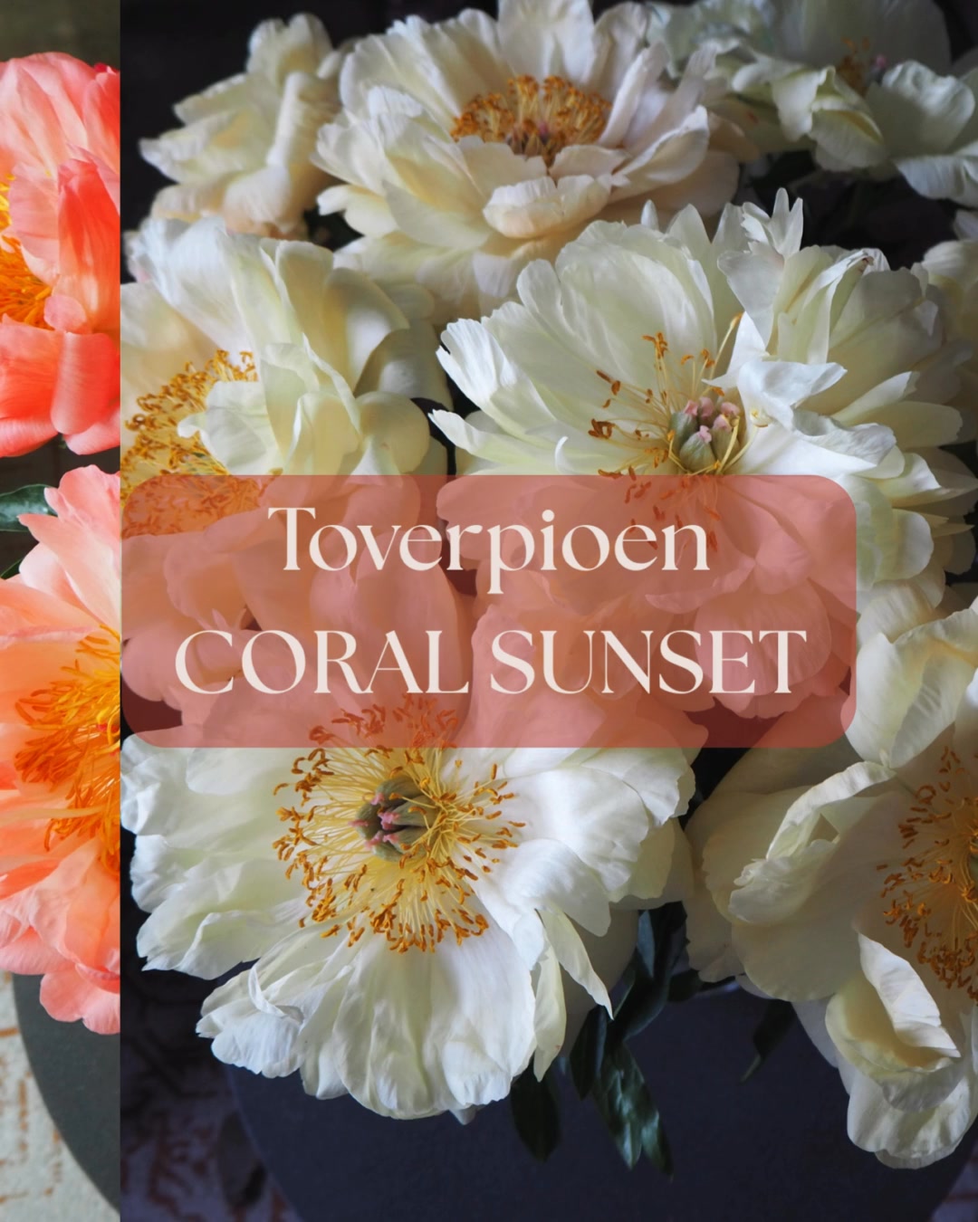 Paeonia Pioenroos Coral Sunset | Clay & Roots