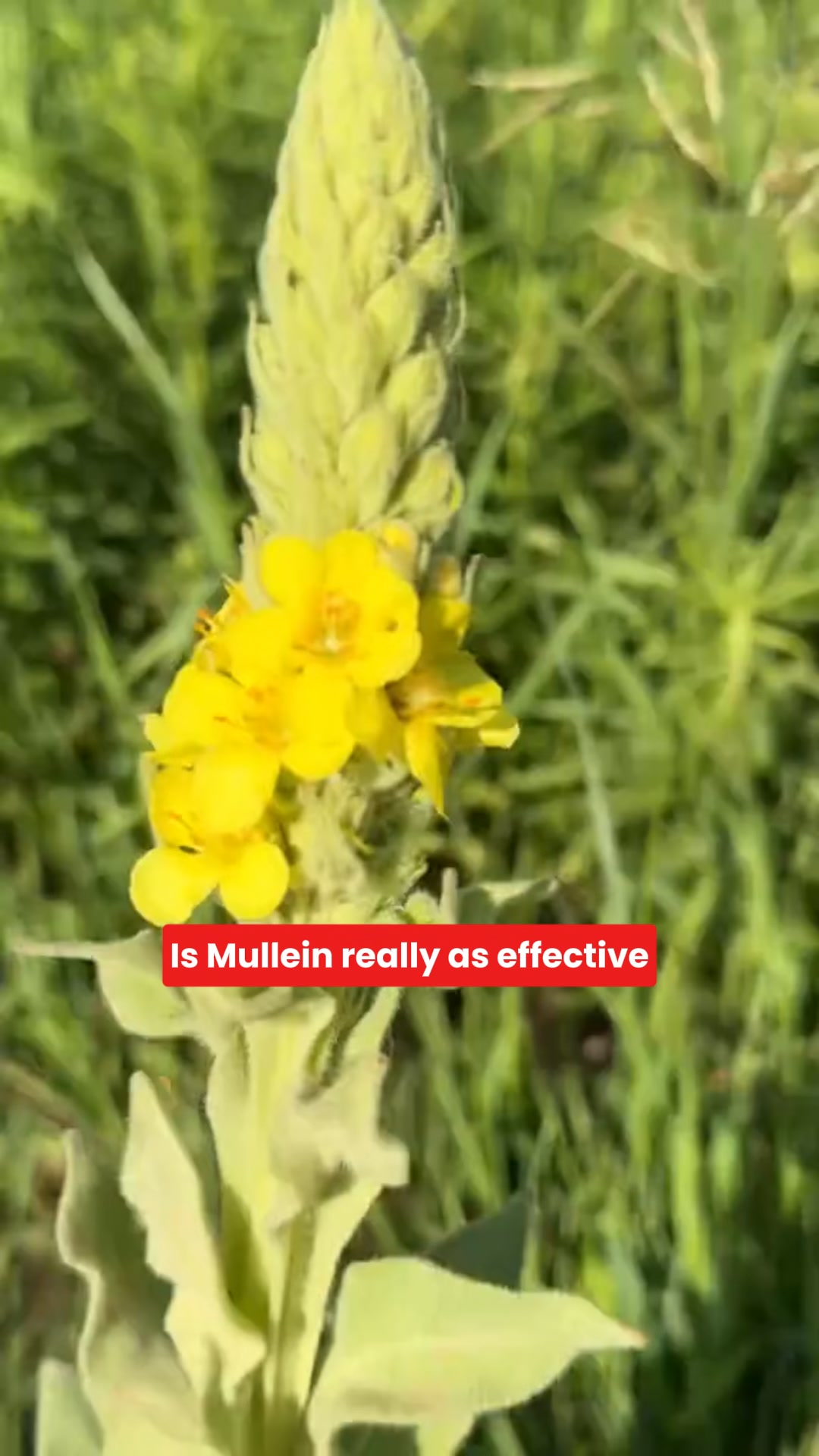 Not All Mullein Is the Same