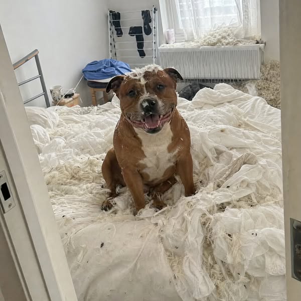 I'm a veterinary nurse. I've helped pull socks out of 30 dogs. Mine just ate the duvet