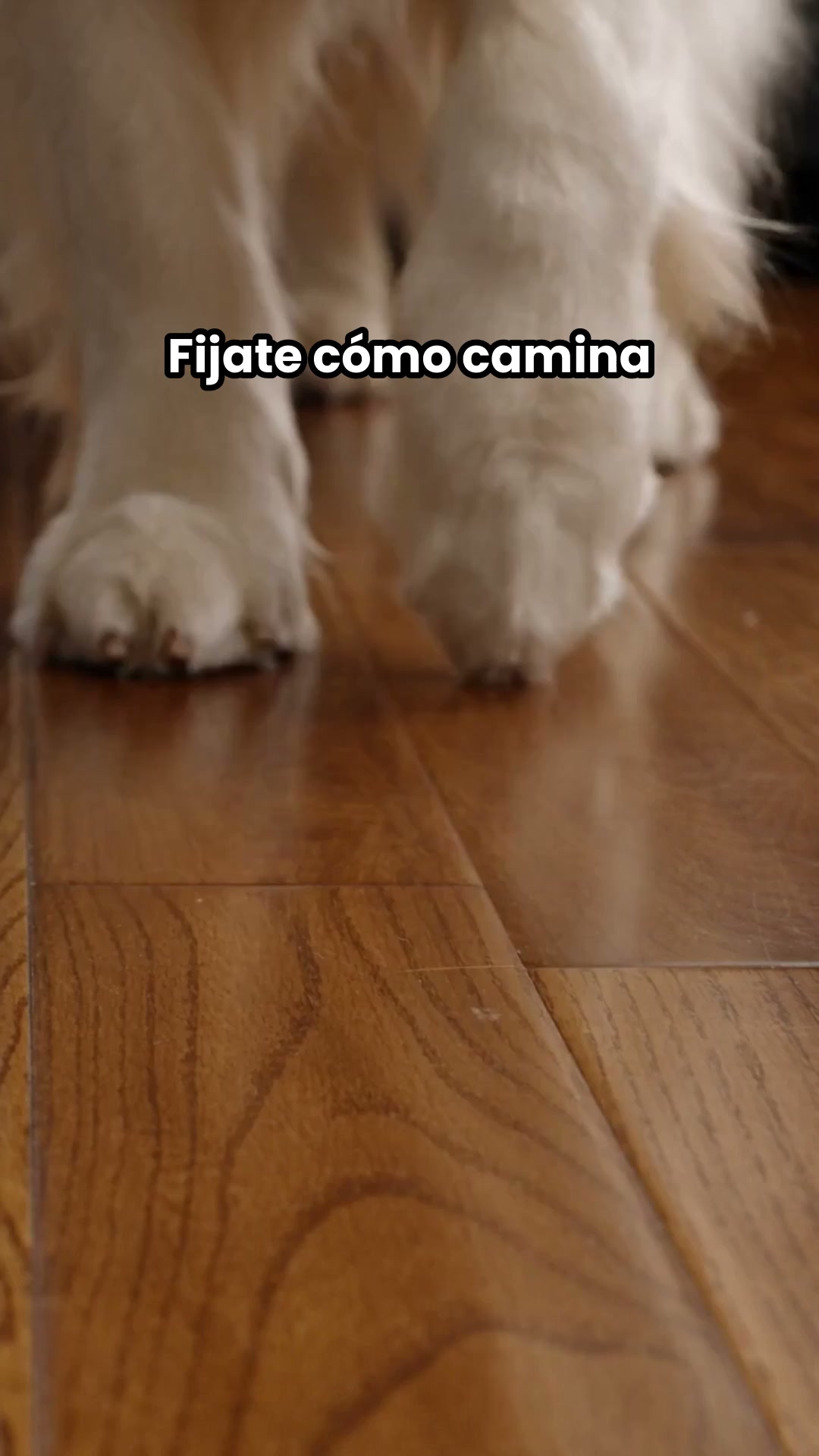 ENVÍOS GRATIS + PAGAS AL RECIBIR