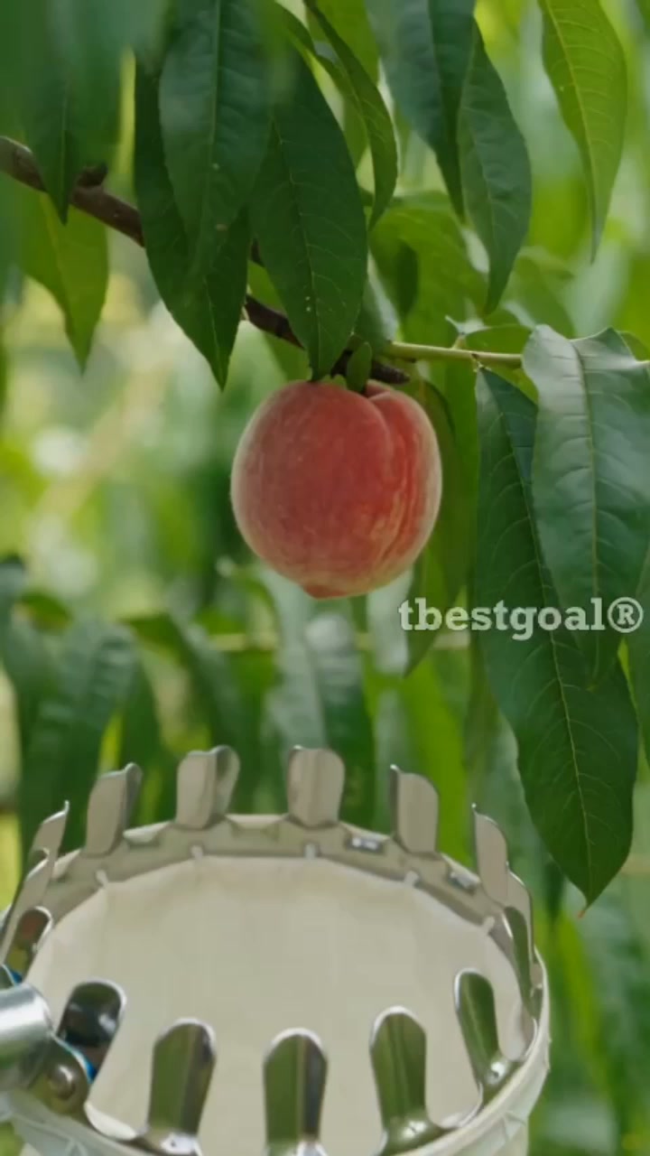 Anúncio de Tbestgoal