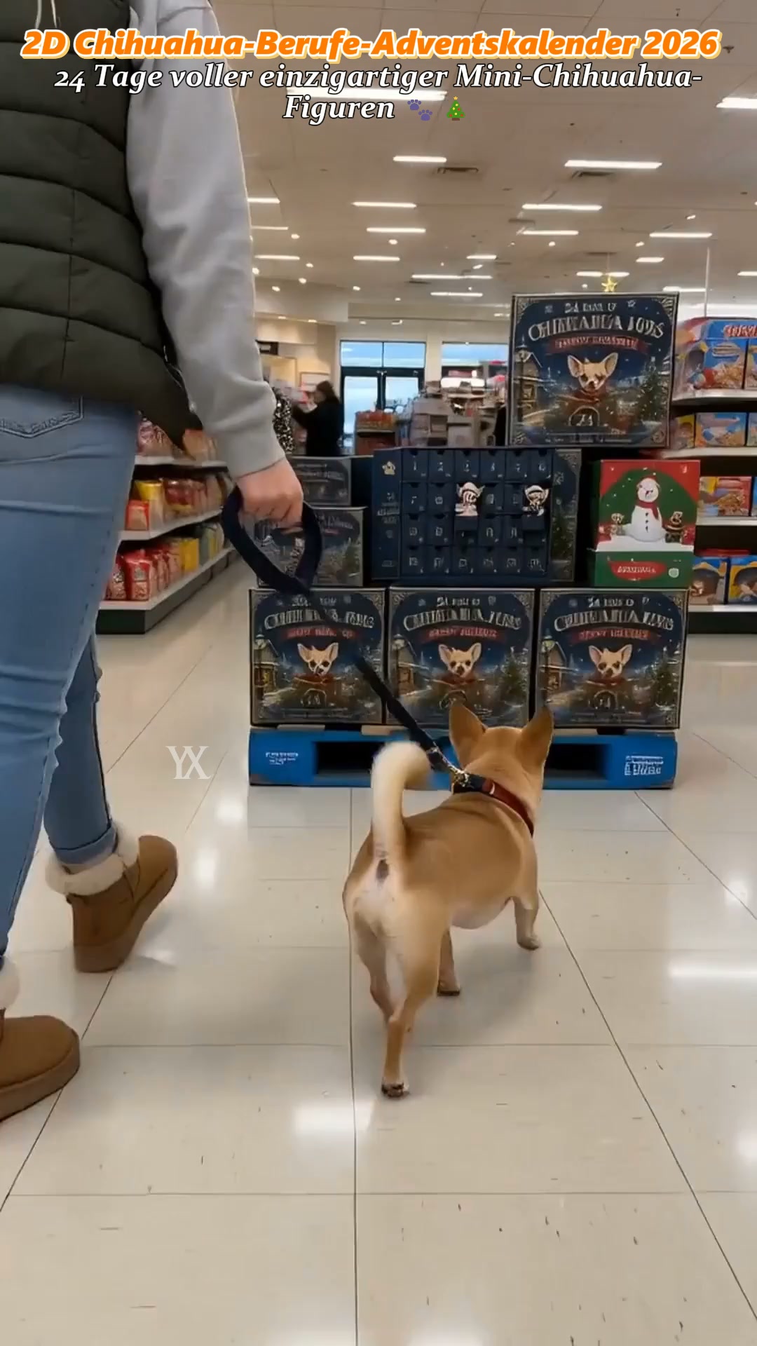 24 Tage voller Chihuahua-Liebe