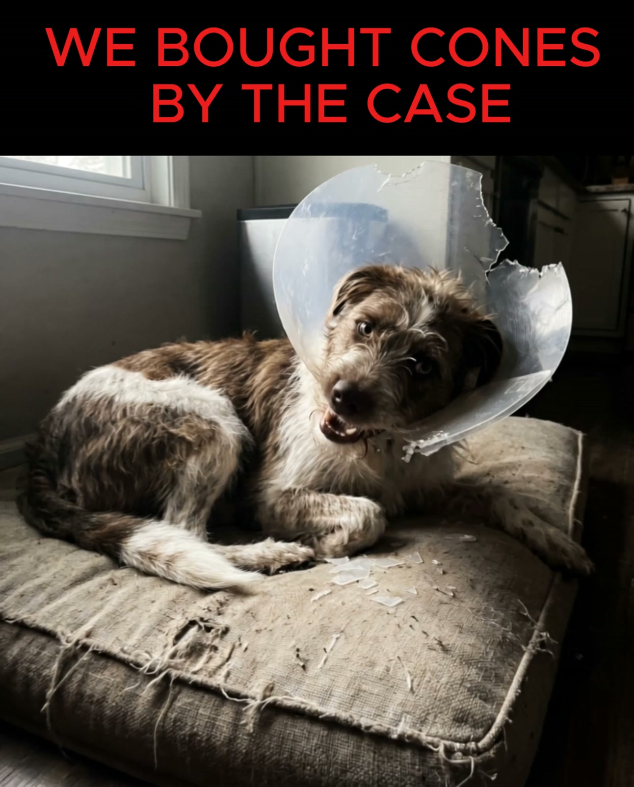 Itchy Dog? Throw Out the Medicated Shampoo.