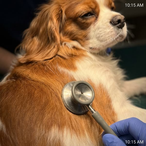 Vetmedin Supports the Pump. Not the Valve.