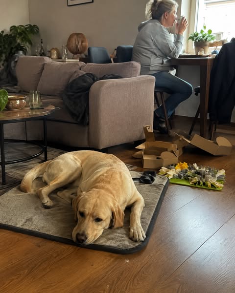 Waarom Meer Wandelen Je Labrador Niet Rustiger Maakt